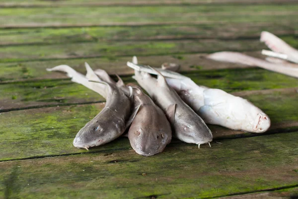 Tiburones muertos en tabla —  Fotos de Stock