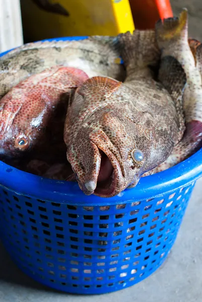 Čerstvé ryby v košíku — Stock fotografie
