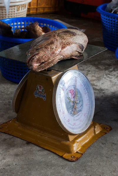 Fresh fish on old food scales — Stock Photo, Image