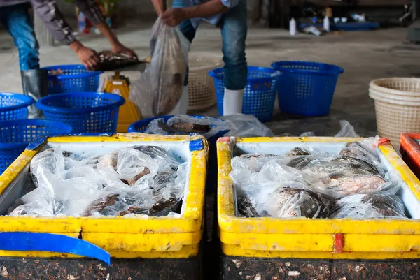 Los peces en la bolsa de plástico —  Fotos de Stock