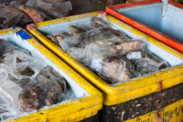 Рыбы в пластиковой сумке — стоковое фото