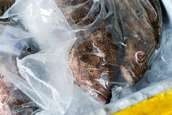 Vissen in de plastic zak — Stockfoto