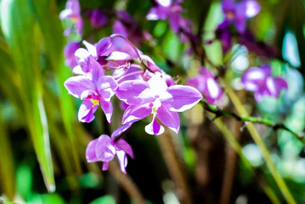 Belle orchidée pourpre — Photo