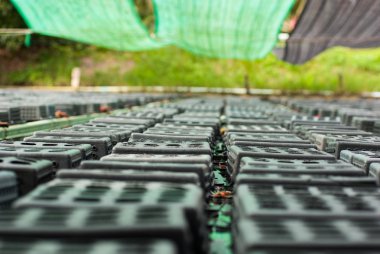 Yumuşak Kabuk Yengeç