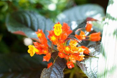 Kırmızı episcia