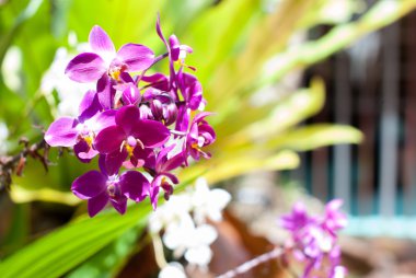 güzel mor orkide