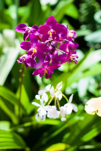 Beautiful purple orchid — Stock Photo, Image