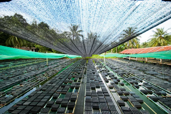 Cangrejo de Shell suave — Foto de Stock