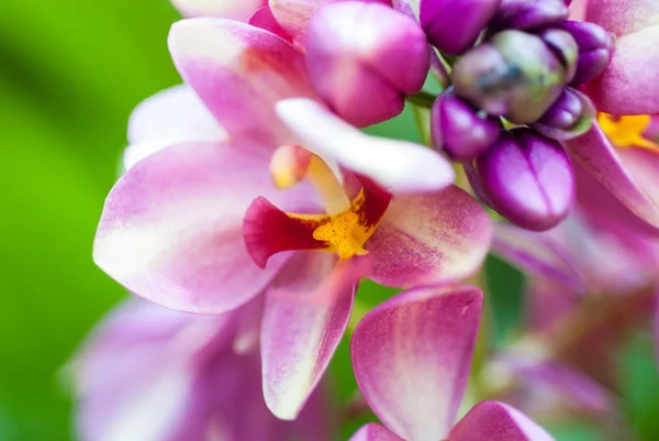 Beautiful purple orchid — Stock Photo, Image