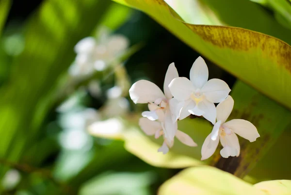 Weiße Orchideenblüte — Stockfoto