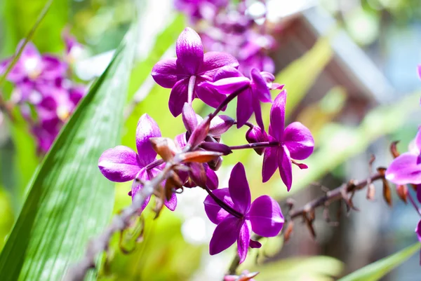 Beautiful purple orchid — Stock Photo, Image