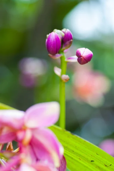 Schöne lila Orchidee — Stockfoto