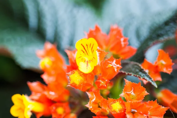 Episcia vermelho — Fotografia de Stock