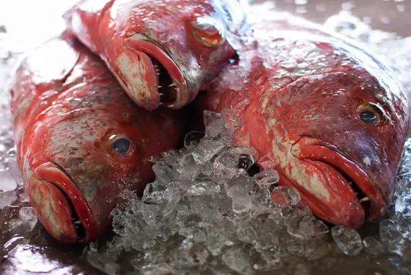 Frische Fische auf Eis — Stockfoto