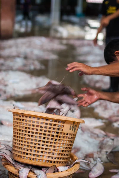 Pescadores arrojan pescado a la cesta —  Fotos de Stock