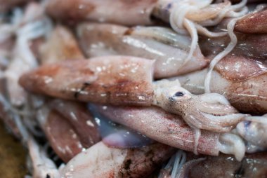 buz üstünde taze ahtapot