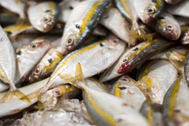 buz üzerinde taze balıklar