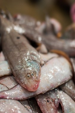 buz üzerinde taze balıklar