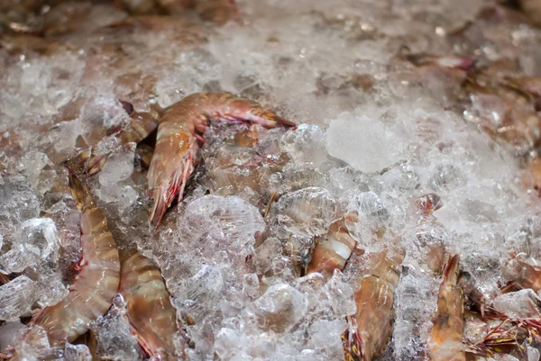 Shrimp in the ice — Stock Photo, Image