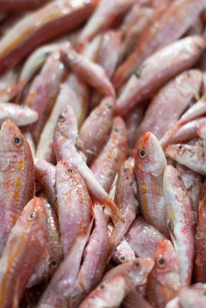 Čerstvé ryby na ledě — Stock fotografie
