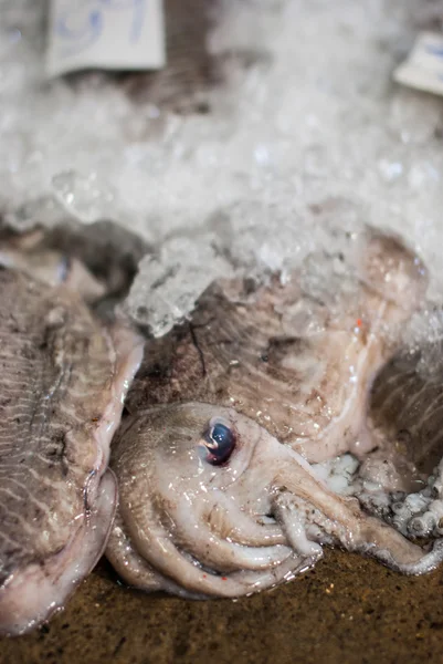 氷の上で新鮮なタコ — ストック写真