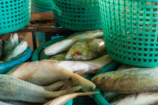 Peces frescos en cesta —  Fotos de Stock