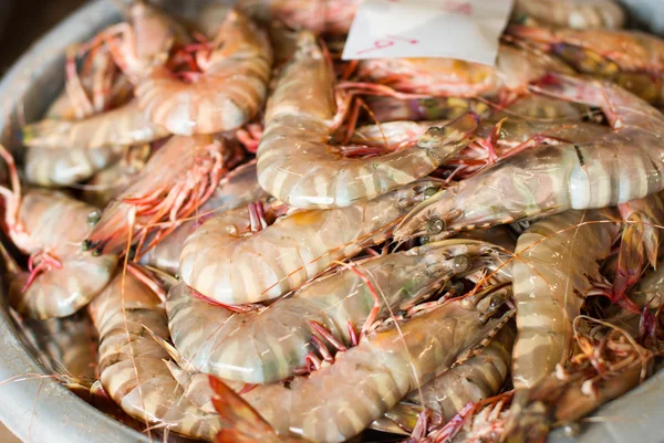 buzun içinde karides