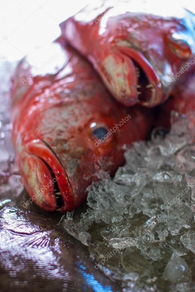Fresh fishes on ice