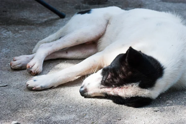 Köpek uyku — Stok fotoğraf