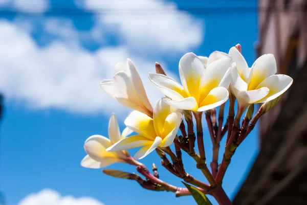 Flores de Frangipani en un árbol —  Fotos de Stock