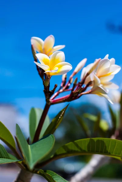 Flores de Frangipani en un árbol —  Fotos de Stock