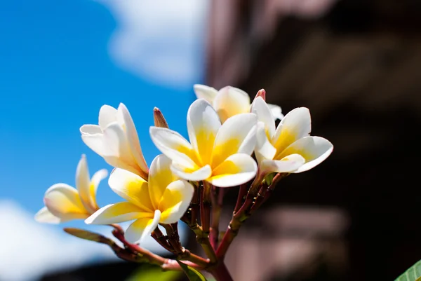 Frangipani fleurs sur un arbre — Photo