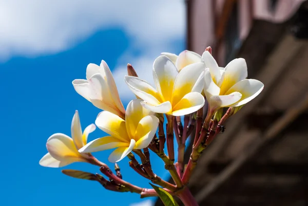 Frangipani blüht auf einem Baum — Stockfoto