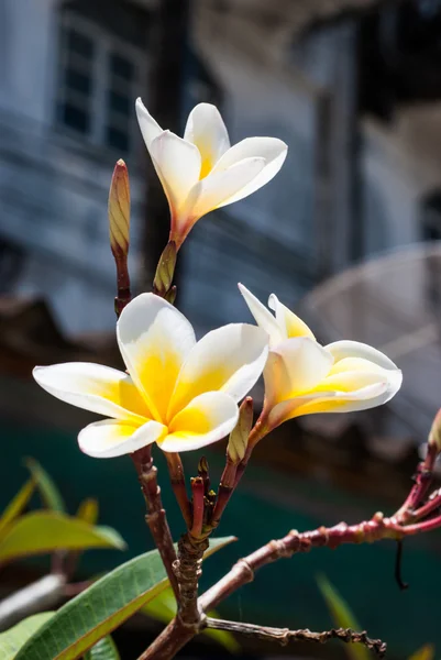 Frangipani blüht auf einem Baum — Stockfoto