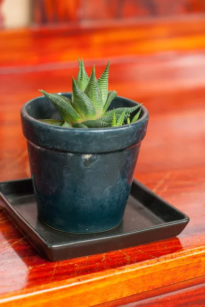 Small plant of the zebra Haworthia — Stock Photo, Image