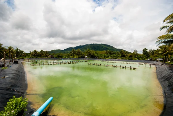 karides çiftlikleri