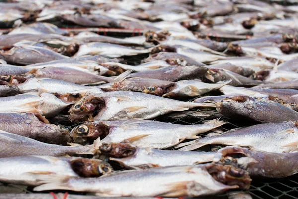 Dried fish — Stock Photo, Image