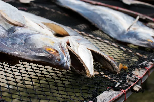 Poissons séchés — Photo