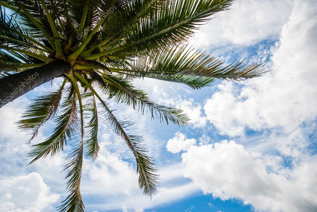 Coconut palm on the blue sky