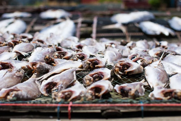 Sušené ryby na netu — Stock fotografie