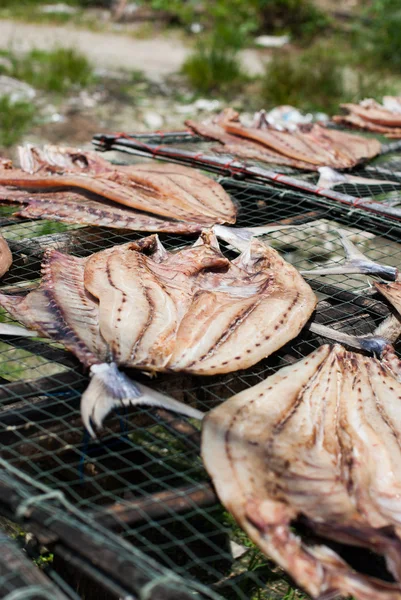 Pescado seco en la red — Foto de Stock