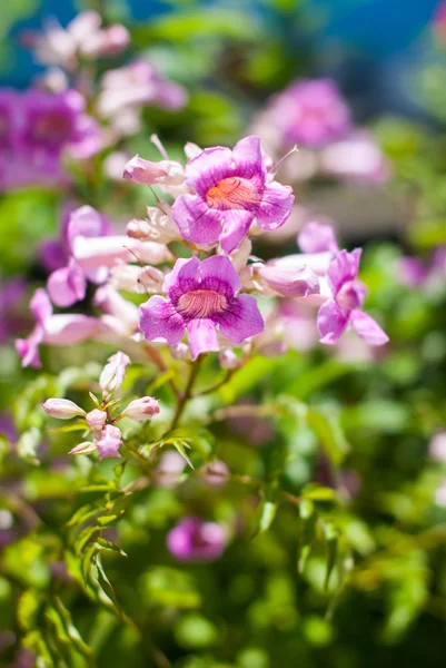 Flores roxas em uma árvore — Fotografia de Stock