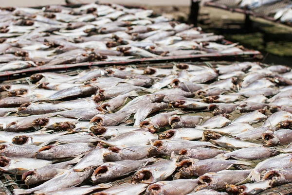Sušené ryby na netu — Stock fotografie
