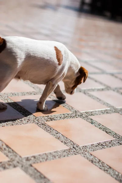 Pes čichání na zemi — Stock fotografie
