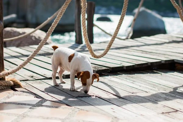 地上のくんくんかぐ犬 — ストック写真