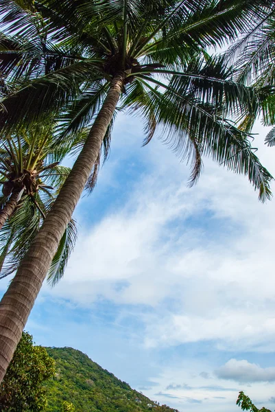 Palmiers dans le ciel bleu ensoleillé — Photo