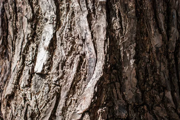 Barken av det gamla trädet — Stockfoto