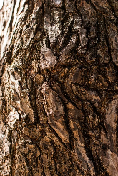 Barken av det gamla trädet — Stockfoto