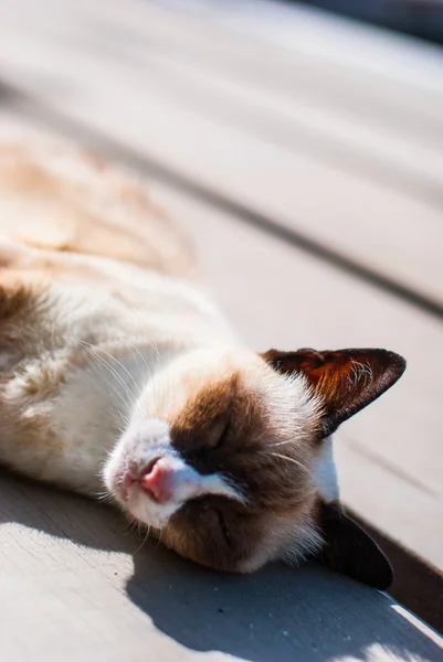 Katten ligger på golvet utomhus — Stockfoto