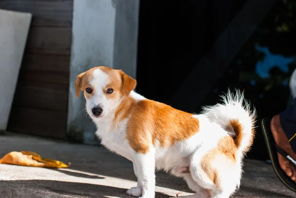 The dog sitting — Stock Photo, Image